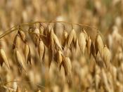 Rusza jesienna kampania sprzedaży ubezpieczeń rolnych